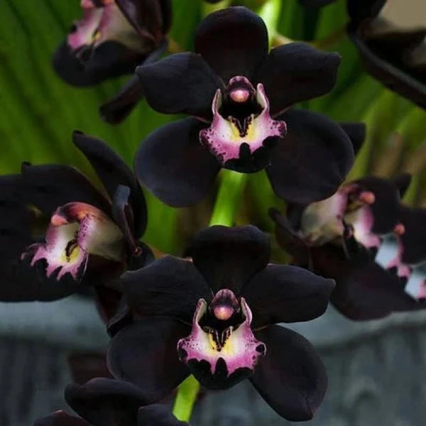 Ammorbidente Black Orchidea Free Bubbles