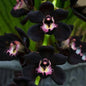 Lavapavimenti Black Orchidea Free Bubbles