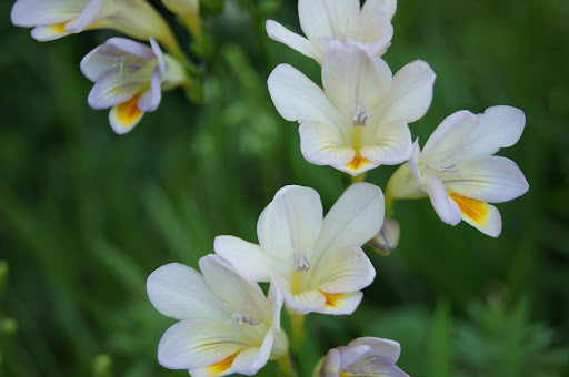 Ammorbidente Fresia e Gardenia Free Bubbles