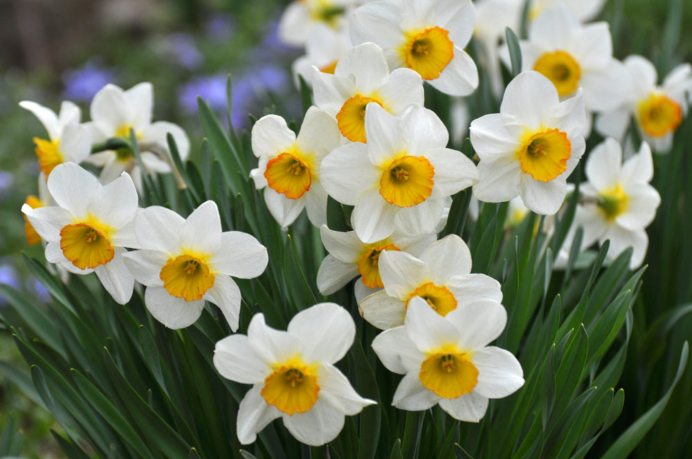 Ammorbidente Narciso Free Bubbles