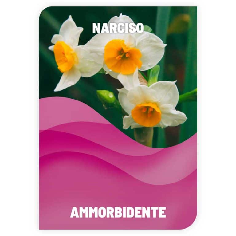 Ammorbidente Narciso