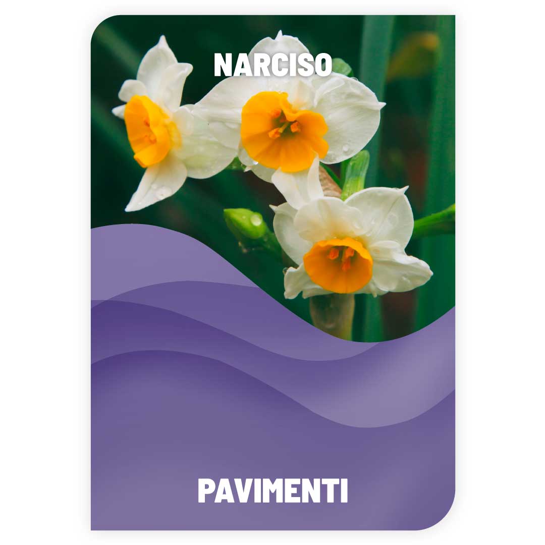 Lavapavimenti Narciso